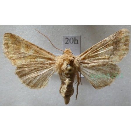Conisania luteago (Denis & Schiffermüller, 1775) Czech20h